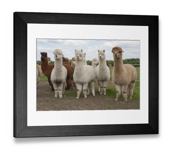 Framed Print : Alpaca (Lama pacos) adults, herd standing in pasture, West Sussex, England, June Framed Print : Alpaca (Lama pacos) adults, herd standing in pasture, West Sussex, England, June
