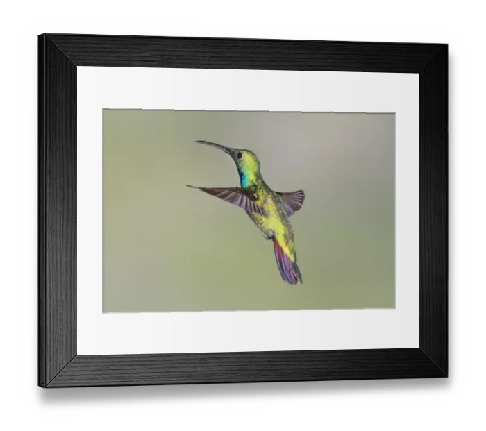 Framed Print : Green-breasted Mango (Anthracothorax prevostii) adult male, in flight, Costa Rica, April Framed Print : Green-breasted Mango (Anthracothorax prevostii) adult male, in flight, Costa Rica, April