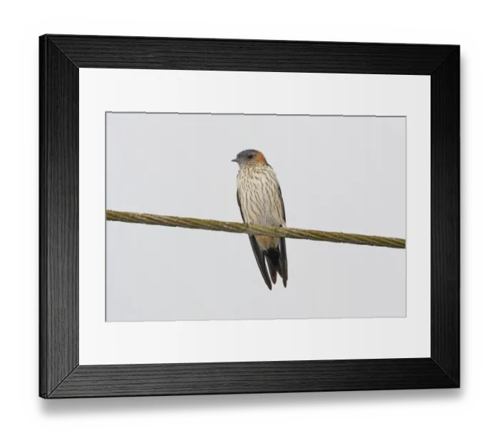 Framed Print : Streak-throated Swallow (Petrochelidon fluvicola) adult, perched on wire, Goa, India, March Framed Print : Streak-throated Swallow (Petrochelidon fluvicola) adult, perched on wire, Goa, India, March