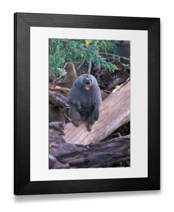 Framed Print : Olive Baboon (Papio anubis) Male calling Framed Print : Olive Baboon (Papio anubis) Male calling