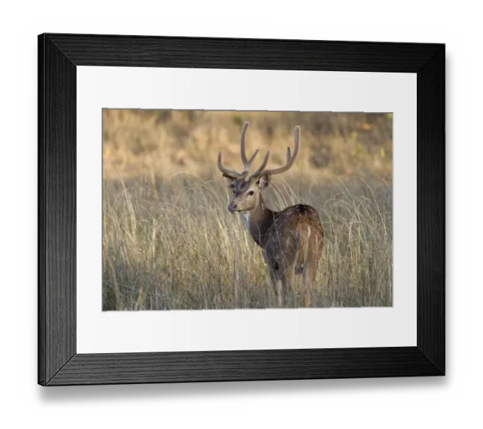 Framed Print : Spotted Deer (Axis axis) adult male, with antlers in velvet, looking over shoulder, standing in grass, Kanha N. P Framed Print : Spotted Deer (Axis axis) adult male, with antlers in velvet, looking over shoulder, standing in grass, Kanha N. P