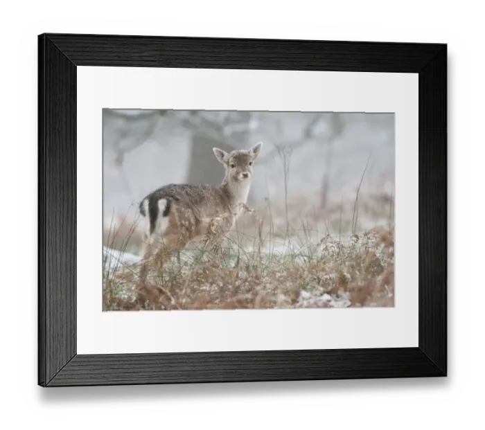 Framed Print : Fallow Deer (Dama dama) fawn, standing in snow covered woodland during snowfall, Kent, England, January Framed Print : Fallow Deer (Dama dama) fawn, standing in snow covered woodland during snowfall, Kent, England, January