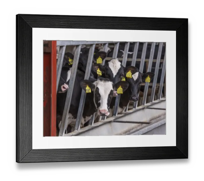 Framed Print : Domestic Cattle, Holstein dairy calves, with ear tags, at feed barrier, Preston, Lancashire, England, August