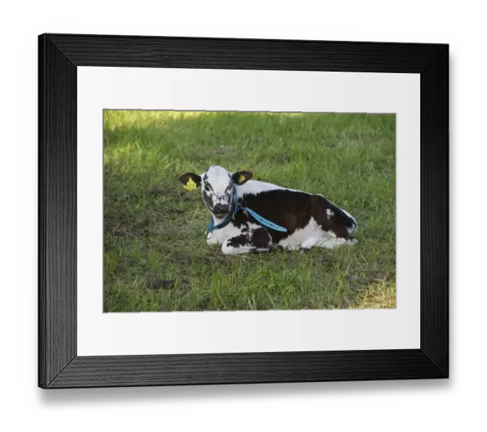 Framed Print : Domestic Cattle, Fjaell (Swedish Mountain), calf, with collar and ear tags, resting in pasture, Sweden, may