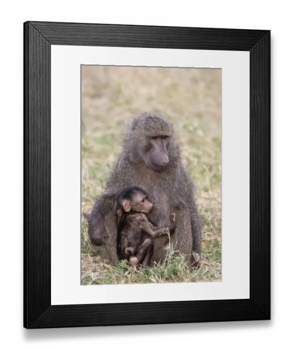 Framed Print : Olive Baboon (Papio anubis) adult female and baby, sitting on ground, Samburu National Reserve, Kenya, August Framed Print : Olive Baboon (Papio anubis) adult female and baby, sitting on ground, Samburu National Reserve, Kenya, August