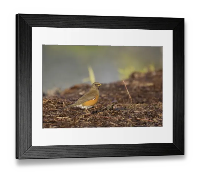 Framed Print : Brown-headed Thrush (Turdus chrysolaus) adult female, standing on ground, Long Valley, New Territories, Hong Kong Framed Print : Brown-headed Thrush (Turdus chrysolaus) adult female, standing on ground, Long Valley, New Territories, Hong Kong