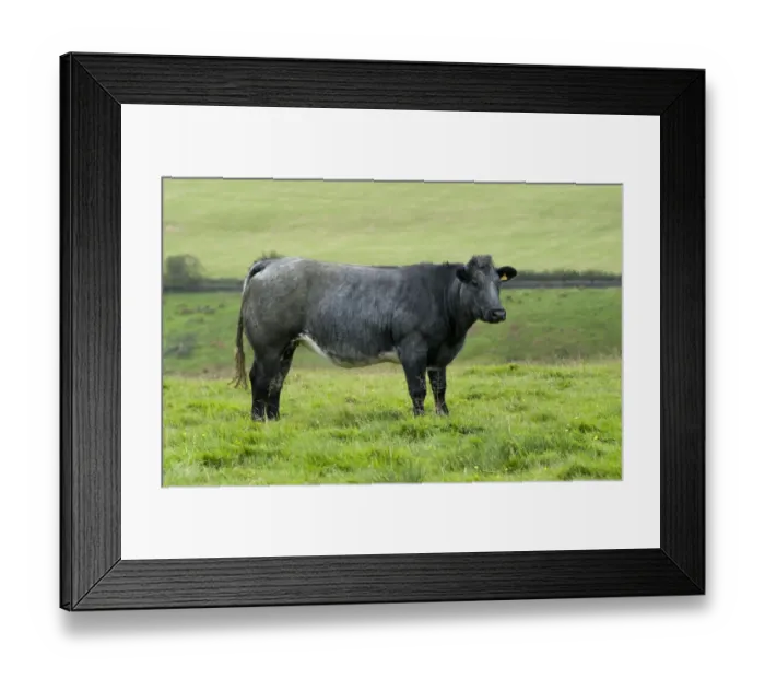 Framed Print : Domestic Cattle, suckler beef cow, standing in pasture, North Yorkshire, England, September Framed Print : Domestic Cattle, suckler beef cow, standing in pasture, North Yorkshire, England, September