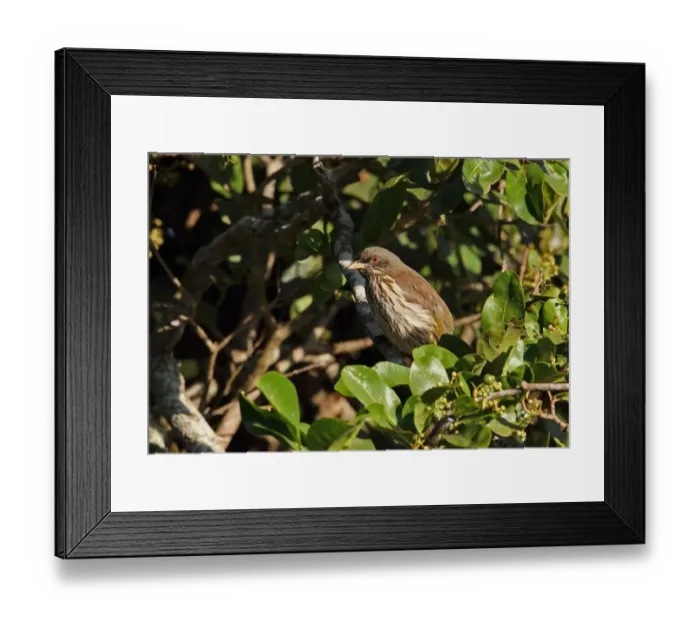 Framed Print : Palmchat (Dulus dominicus) adult, perched in tree, Bahoruco Mountains N. P. Dominican Republic, January Framed Print : Palmchat (Dulus dominicus) adult, perched in tree, Bahoruco Mountains N. P. Dominican Republic, January