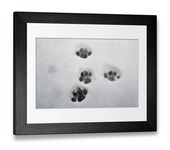 Framed Print : Domestic Cat, footprints in snow covered garden, Bacton, Suffolk, England, March Framed Print : Domestic Cat, footprints in snow covered garden, Bacton, Suffolk, England, March