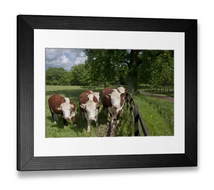 Framed Print : Domestic Cattle, Hereford cows, herd standing beside fence in pasture, Dunsfold Rhys, High Street Green, Chiddingfold
