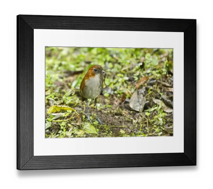 Framed Print : White-bellied Antpitta (Grallaria hypoleuca) adult, feeding on worm and caterpillar