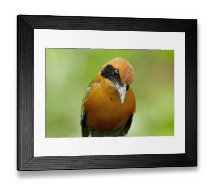 Framed Print : Rufous Motmot (Baryphthengus martii) adult, close-up of head and breast, in montane rainforest, Milpe, Andes, Ecuador