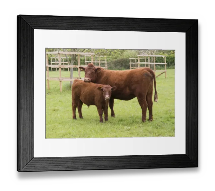 Framed Print : Domestic Cattle, Red Ruby Devon cow and calf, standing in pasture, Exeter, Devon, England, May Framed Print : Domestic Cattle, Red Ruby Devon cow and calf, standing in pasture, Exeter, Devon, England, May