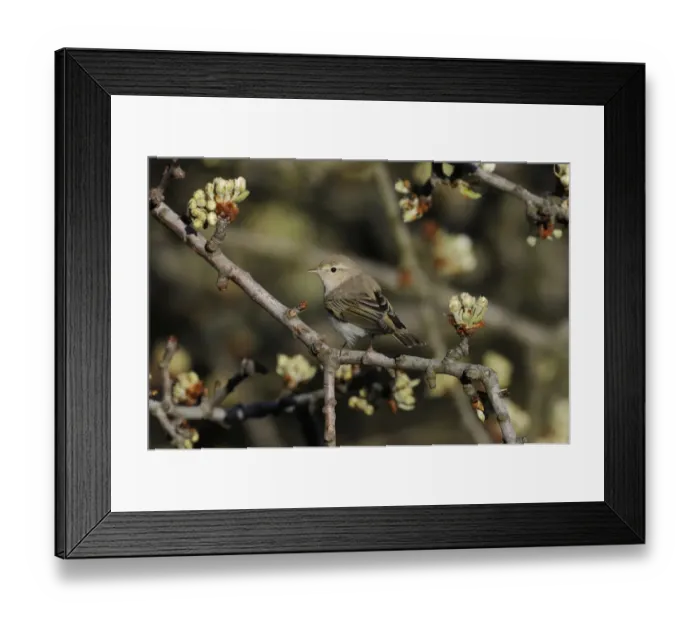 Framed Print : Eastern Bonellis Warbler (Phylloscopus orientalis) adult, summer plumage, perched on twig with flowerbuds, Lemnos
