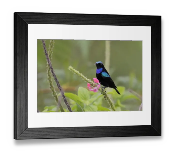 Framed Print : Black Sunbird (Leptocoma sericea corinna) adult male, perched on flower stem, Lelet Plateau, New Ireland Framed Print : Black Sunbird (Leptocoma sericea corinna) adult male, perched on flower stem, Lelet Plateau, New Ireland