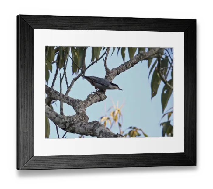Framed Print : Giant Nuthatch (Sitta magna magna) adult, perched on branch, Doi Lang, Doi Pha Hom Pok N. P Framed Print : Giant Nuthatch (Sitta magna magna) adult, perched on branch, Doi Lang, Doi Pha Hom Pok N. P