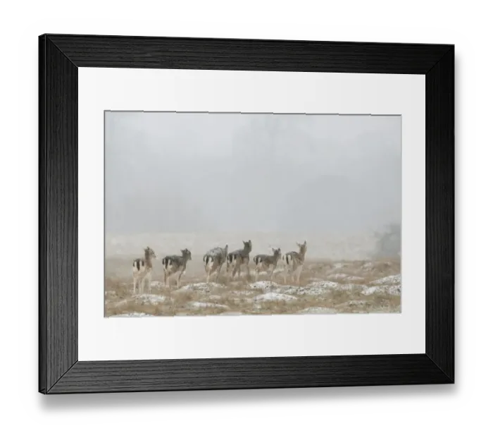 Framed Print : Fallow Deer (Dama dama) fawns, group walking on snow covered field during snowfall, Kent, England, January Framed Print : Fallow Deer (Dama dama) fawns, group walking on snow covered field during snowfall, Kent, England, January