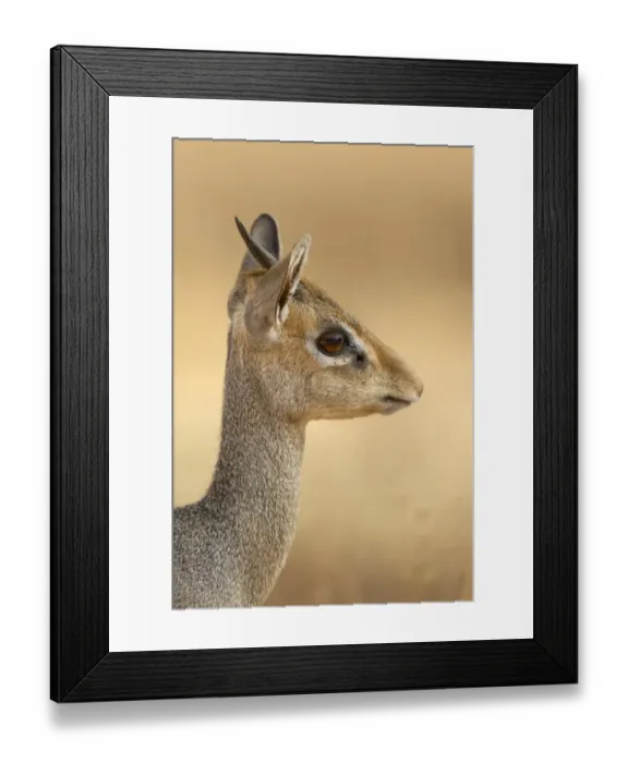 Framed Print : Guenthers Dik-dik (Madoqua guentheri) adult male, close-up of head and neck, Samburu National Reserve, Kenya, August Framed Print : Guenthers Dik-dik (Madoqua guentheri) adult male, close-up of head and neck, Samburu National Reserve, Kenya, August