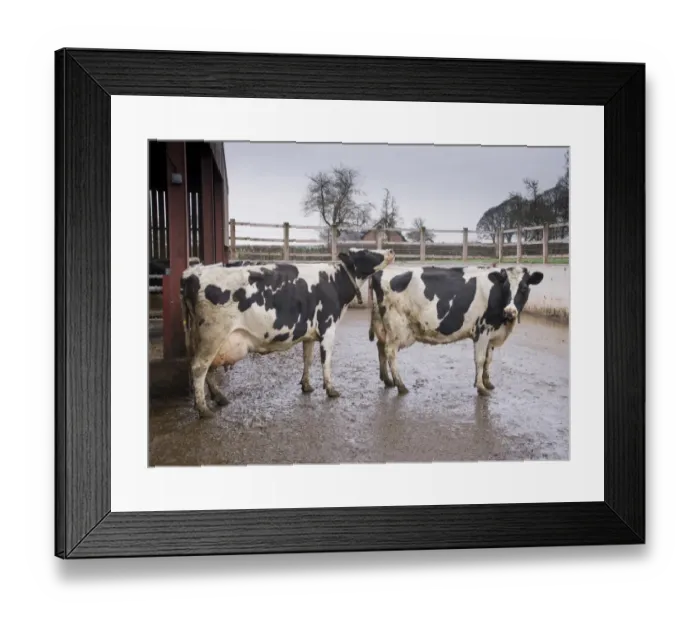 Framed Print : Domestic Cattle, Holstein dairy cows, showing signs of being on heat outside cubicle house, Cheshire, England, January Framed Print : Domestic Cattle, Holstein dairy cows, showing signs of being on heat outside cubicle house, Cheshire, England, January