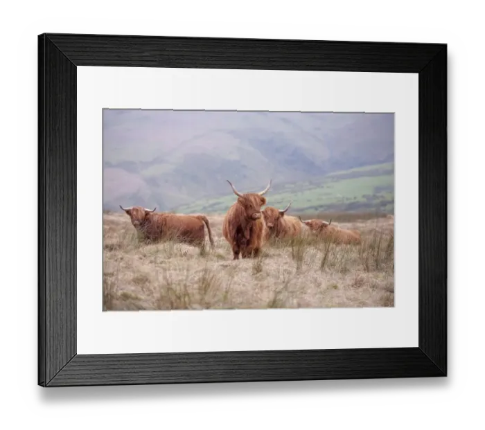 Framed Print : Domestic Cattle, Highland cows, standing on hill farm, Ponterwyd, Cambrian Mountains, Ceredigion, Mid Wales, December Framed Print : Domestic Cattle, Highland cows, standing on hill farm, Ponterwyd, Cambrian Mountains, Ceredigion, Mid Wales, December