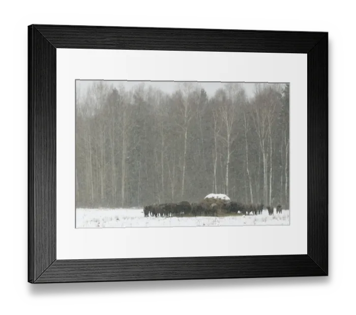Framed Print : European Bison (Bison bonasus) adult females and calves, herd gathered around feeding station in snow covered meadow Framed Print : European Bison (Bison bonasus) adult females and calves, herd gathered around feeding station in snow covered meadow