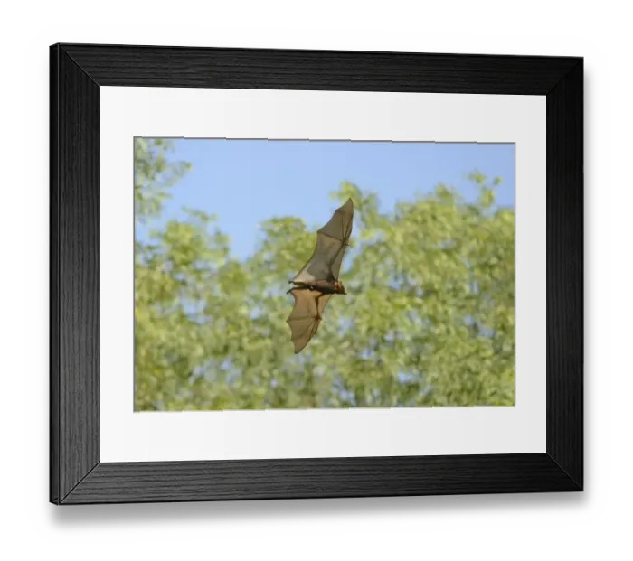Framed Print : Little Red Flying Fox (Pteropus scapulatus) adult, in flight during daytime, Queensland, Australia, November Framed Print : Little Red Flying Fox (Pteropus scapulatus) adult, in flight during daytime, Queensland, Australia, November