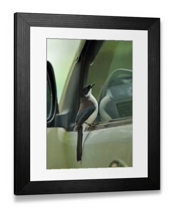 Framed Print : Dark-backed Sibia (Heterophasia melanoleuca radcliffei) adult, inspecting reflection in car window, Doi Lang Framed Print : Dark-backed Sibia (Heterophasia melanoleuca radcliffei) adult, inspecting reflection in car window, Doi Lang