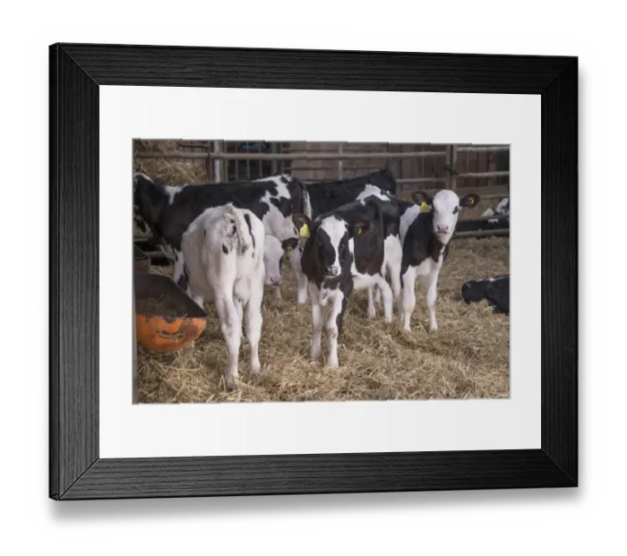 Framed Print : Domestic Cattle, Holstein calves, standing in straw yard, Mold, Flintshire, North Wales, December Framed Print : Domestic Cattle, Holstein calves, standing in straw yard, Mold, Flintshire, North Wales, December