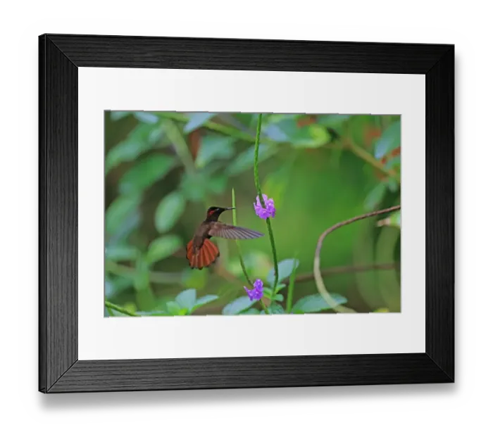 Framed Print : Ruby-topaz Hummingbird (Chrysolampis mosquitus) adult male, in flight, feeding at flowers, Trinidad