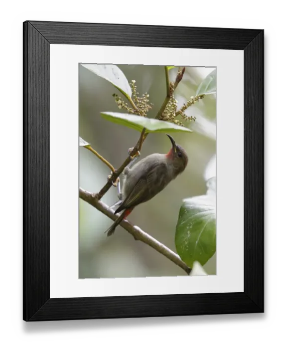 Framed Print : Cardinal Myzomela (Myzomela cardinalis sanfordi) adult female, clinging to twig, Rennell Island, Solomon Islands, April Framed Print : Cardinal Myzomela (Myzomela cardinalis sanfordi) adult female, clinging to twig, Rennell Island, Solomon Islands, April