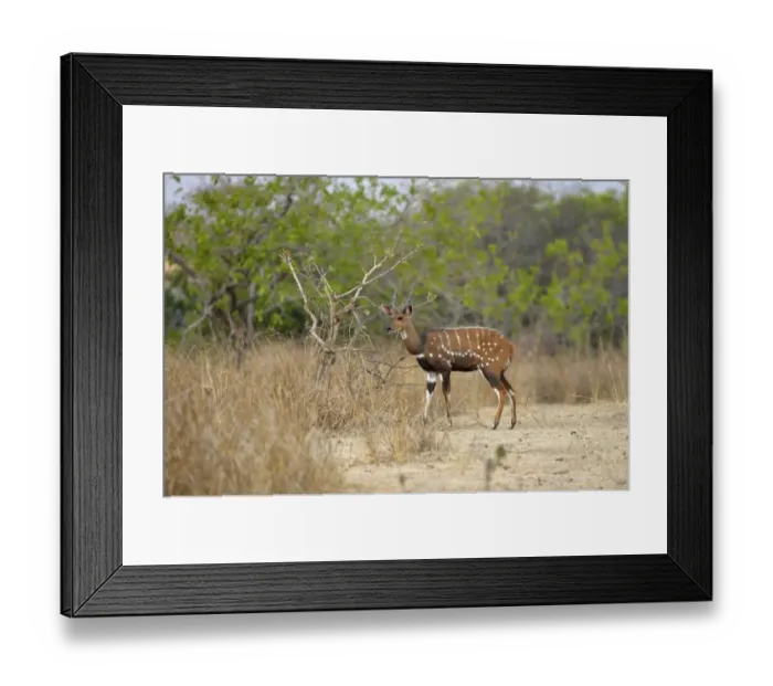 Framed Print : Southern Bushbuck (Tragelaphus scriptus sylvaticus) adult male, standing at edge of woodland, Kafue N. P Framed Print : Southern Bushbuck (Tragelaphus scriptus sylvaticus) adult male, standing at edge of woodland, Kafue N. P