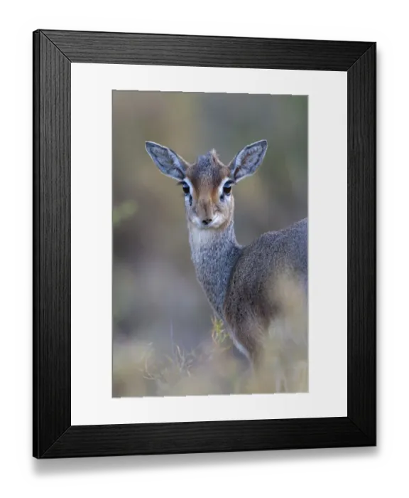 Framed Print : Kirks Dik-dik (Madoqua kirkii) adult female, close-up of head and shoulders, Serengeti N. P. Tanzania, December Framed Print : Kirks Dik-dik (Madoqua kirkii) adult female, close-up of head and shoulders, Serengeti N. P. Tanzania, December