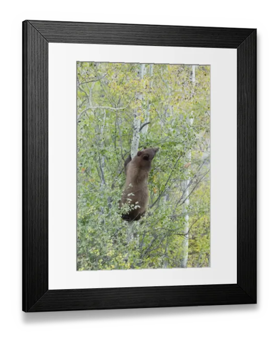 Framed Print : American Black Bear (Ursus americanus) cinnamon form, adult, climbing tree to feed on berries, Grand Teton N. P Framed Print : American Black Bear (Ursus americanus) cinnamon form, adult, climbing tree to feed on berries, Grand Teton N. P