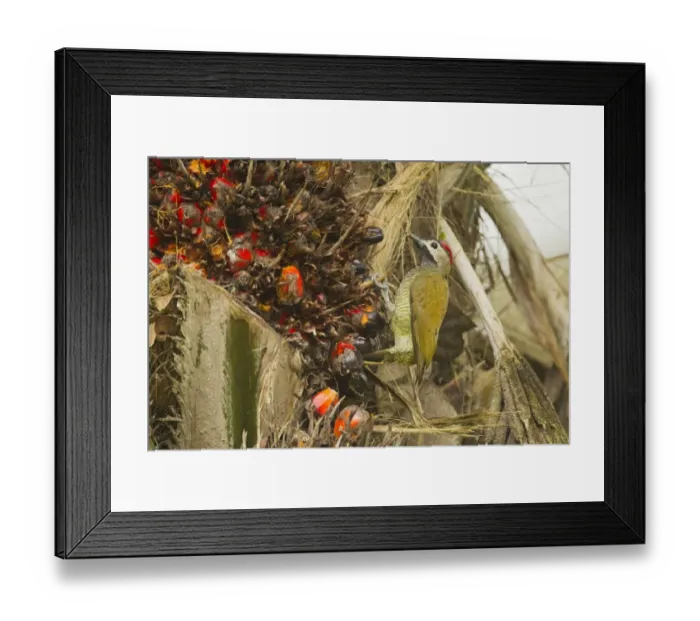 Framed Print : Golden-olive Woodpecker (Colaptes rubiginosus buenavistae) adult female, feeding in fruiting palm tree