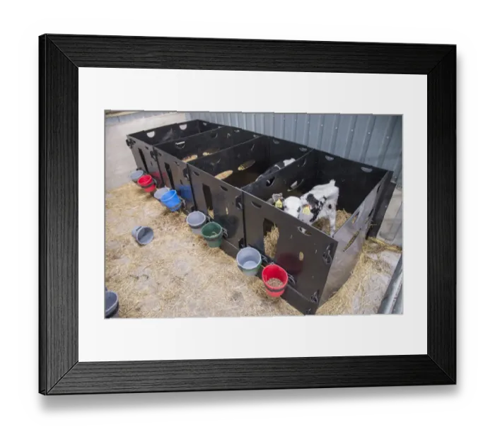 Framed Print : Domestic Cattle, Holstein dairy calves, standing in plastic pens, Preston, Lancashire, England, August Framed Print : Domestic Cattle, Holstein dairy calves, standing in plastic pens, Preston, Lancashire, England, August