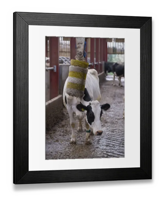 Framed Print : Domestic Cattle, Holstein dairy cow, using cow brush in cubicle house, Mold, Flintshire, North Wales, December Framed Print : Domestic Cattle, Holstein dairy cow, using cow brush in cubicle house, Mold, Flintshire, North Wales, December