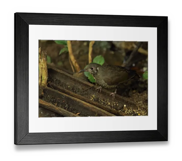 Framed Print : Dark-sided Thrush (Zoothera marginata) adult, feeding on forest floor, Doi Inthanon N. P