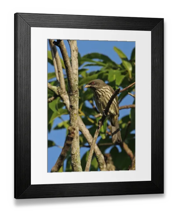 Framed Print : Palmchat (Dulus dominicus) adult, perched on twig, Bahoruco Mountains N. P. Dominican Republic, January Framed Print : Palmchat (Dulus dominicus) adult, perched on twig, Bahoruco Mountains N. P. Dominican Republic, January
