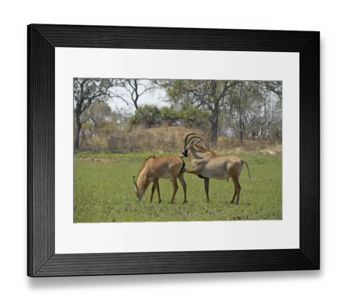 Framed Print : Roan Antelope (Hippotragus equinus) adult pair, male displaying interest in mating with female, Kafue N. P Framed Print : Roan Antelope (Hippotragus equinus) adult pair, male displaying interest in mating with female, Kafue N. P