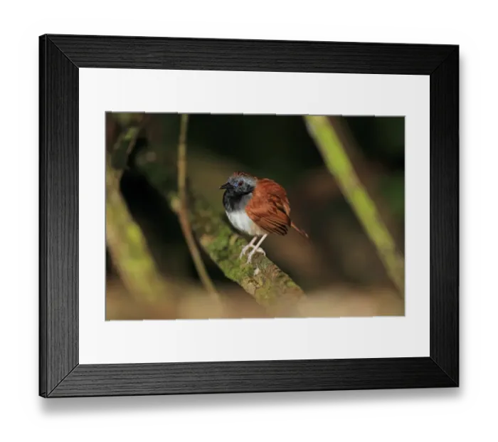 Framed Print : White-bellied Antbird (Myrmeciza longipes) adult male, perched on branch, Trinidad, Trinidad and Tobago, April Framed Print : White-bellied Antbird (Myrmeciza longipes) adult male, perched on branch, Trinidad, Trinidad and Tobago, April