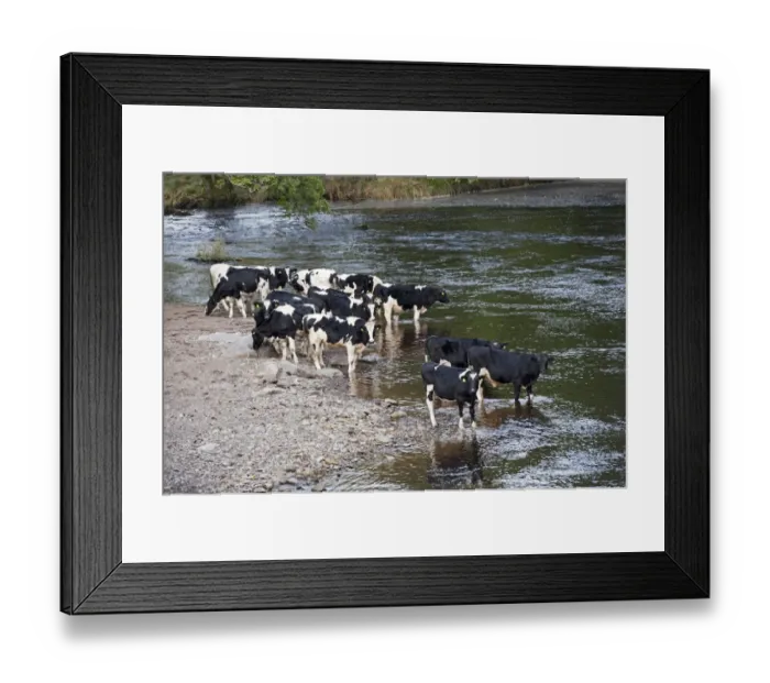 Framed Print : Domestic Cattle, Holstein bullocks, herd drinking and standing in river, River Rawthey, near Sedbergh, Cumbria Framed Print : Domestic Cattle, Holstein bullocks, herd drinking and standing in river, River Rawthey, near Sedbergh, Cumbria