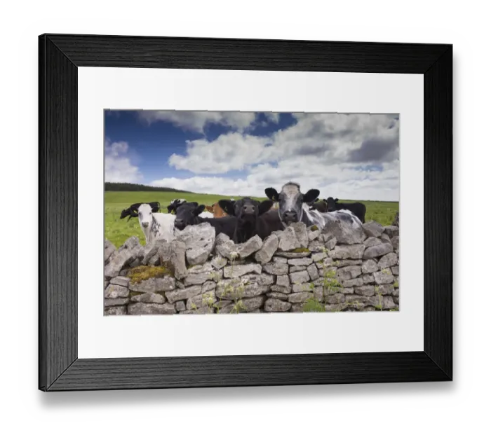 Framed Print : Domestic Cattle, mixed breed beef herd, looking over drystone wall, Whitewell, Forest of Bowland, Lancashire, England