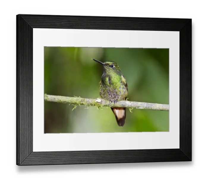 Framed Print : Western Emerald (Chlorostilbon melanorhynchus) adult male, perched on twig in montane rainforest, Andes, Ecuador Framed Print : Western Emerald (Chlorostilbon melanorhynchus) adult male, perched on twig in montane rainforest, Andes, Ecuador