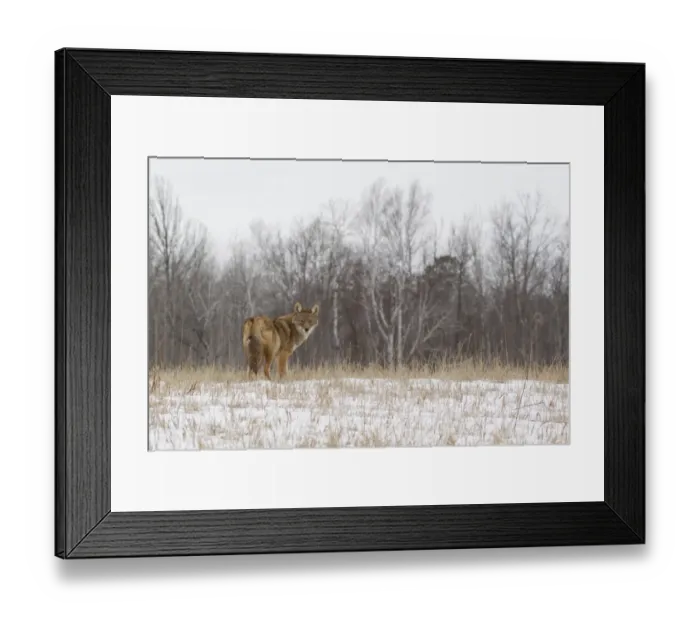 Framed Print : Coyote (Canis latrans) adult, looking over shoulder, standing in snow covered field, Minnesota, U. S. A Framed Print : Coyote (Canis latrans) adult, looking over shoulder, standing in snow covered field, Minnesota, U. S. A