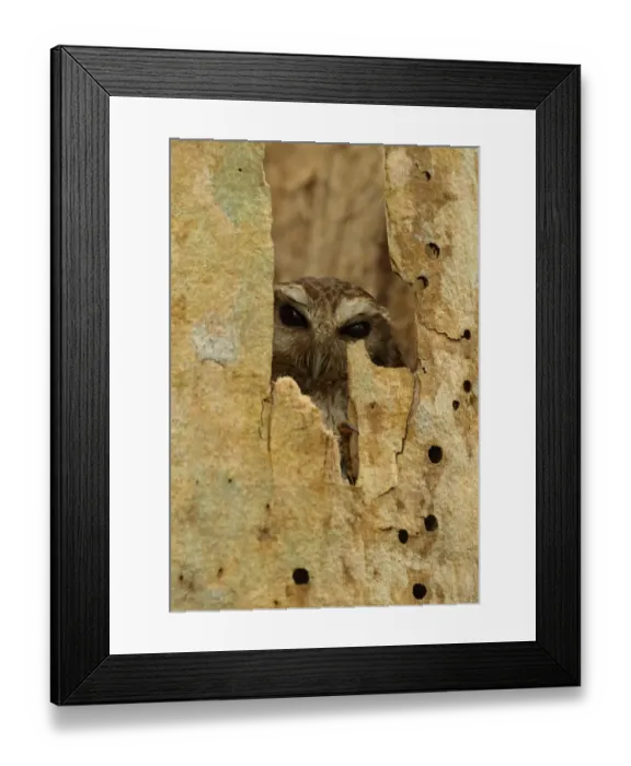 Framed Print : Cuban Screech-owl (Gymnoglaux lawrencii exsul) adult, roosting in hollow tree trunk, Zapata Peninsula Framed Print : Cuban Screech-owl (Gymnoglaux lawrencii exsul) adult, roosting in hollow tree trunk, Zapata Peninsula