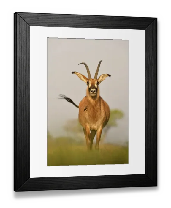Framed Print : Roan Antelope (Hippotragus equinus) adult, standing on grassy plain, Kafue N. P. Zambia, September Framed Print : Roan Antelope (Hippotragus equinus) adult, standing on grassy plain, Kafue N. P. Zambia, September
