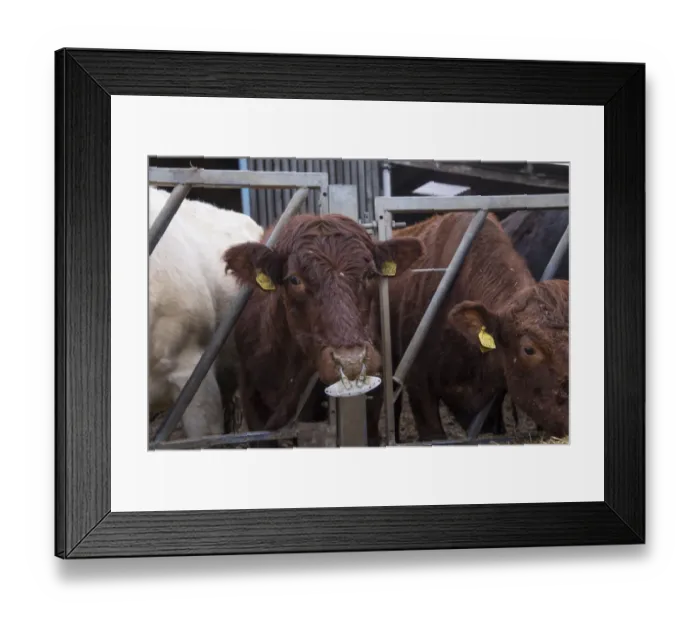 Framed Print : Domestic Cattle, crossbred beef suckler cow, fitted with spiked ring which prevents suckling, at feed barrier Framed Print : Domestic Cattle, crossbred beef suckler cow, fitted with spiked ring which prevents suckling, at feed barrier