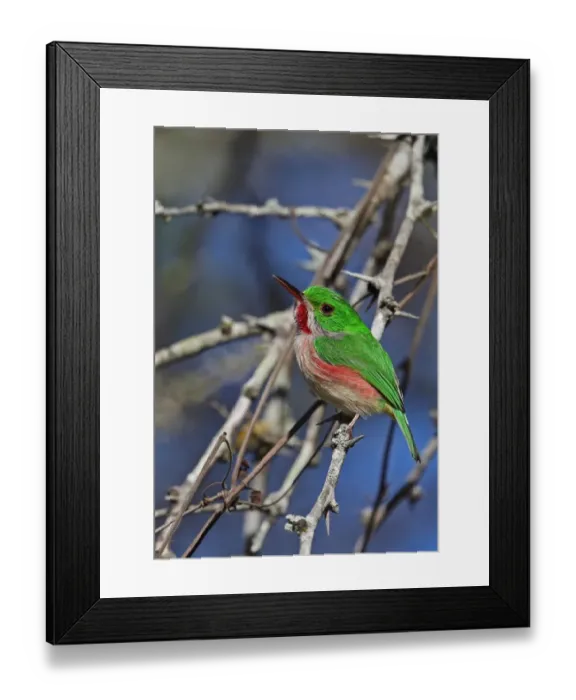 Framed Print : Broad-billed Tody (Todus subulatus) adult, perched on twig, Bahoruco Mountains N. P. Dominican Republic, January Framed Print : Broad-billed Tody (Todus subulatus) adult, perched on twig, Bahoruco Mountains N. P. Dominican Republic, January