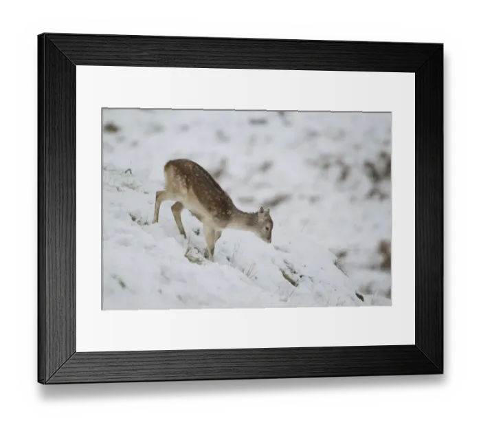 Framed Print : Fallow Deer (Dama dama) immature doe, walking on snow covered hillside, Suffolk, England, January Framed Print : Fallow Deer (Dama dama) immature doe, walking on snow covered hillside, Suffolk, England, January