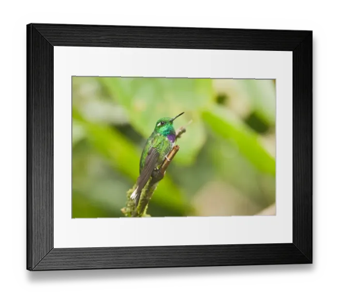 Framed Print : Purple-bibbed Whitetip (Urosticte benjamini) adult male, perched on twig in montane rainforest, Andes, Ecuador Framed Print : Purple-bibbed Whitetip (Urosticte benjamini) adult male, perched on twig in montane rainforest, Andes, Ecuador
